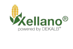 High quality corn hybrid seeds