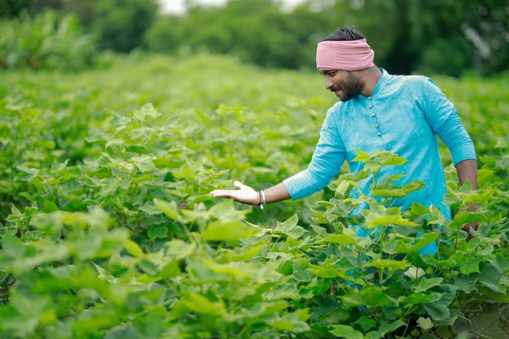 Fungicides banner