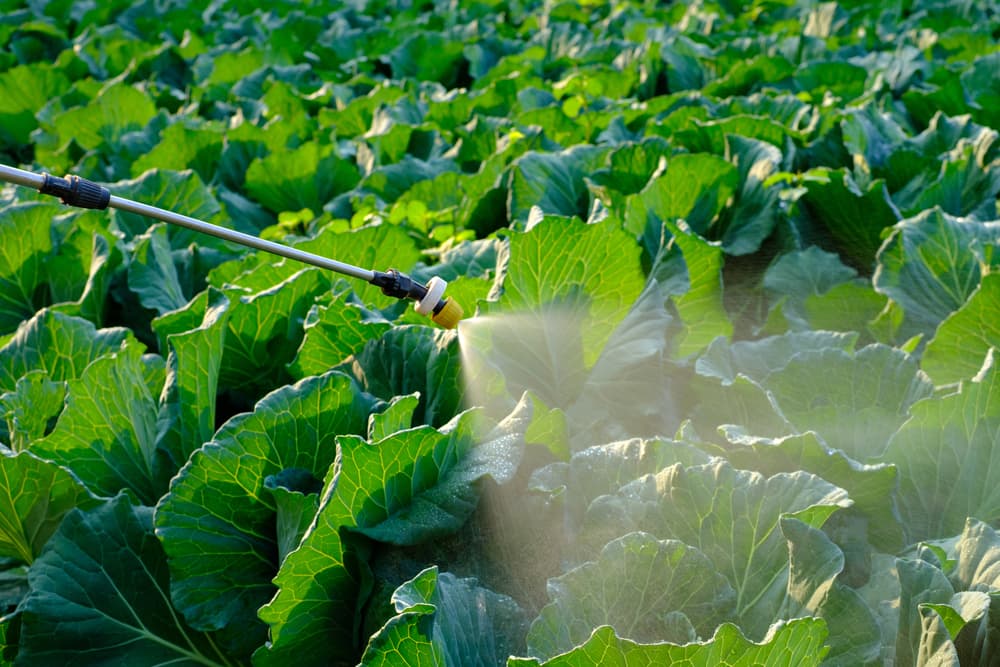 Insecticides banner