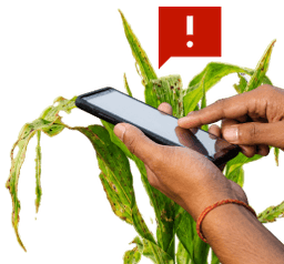 Identify crop problems and get solutions