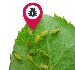 Get alerts for pest outbreaks in your area!